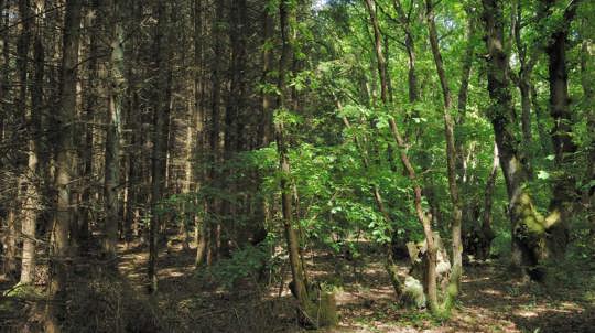 On the left, tall, thin trees planted close together are in darkness. On the right, leafy green broadleaf trees are bathed in sunlight.