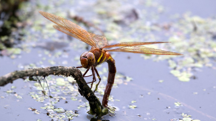 Brown hawker dragonfly