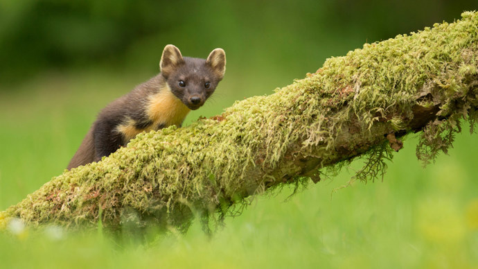 Pine marten on mossy branch