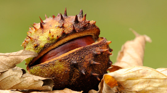 Conker with split casing among fallen leaves