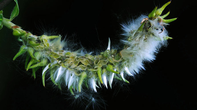 Grey willow tree female catkin releasing seeds