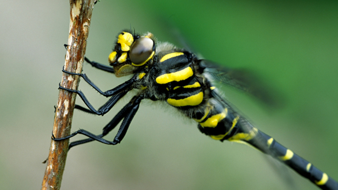 Golden-ringed dragonfly on a perch vibrating its wing muscles before taking flight.