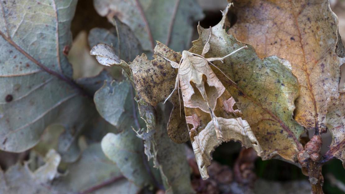 Angle shades moth camouflaged against dead oak leaves