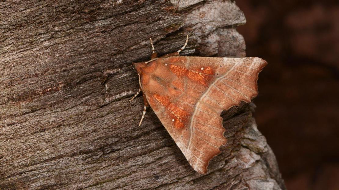 Herald moth resting on bark