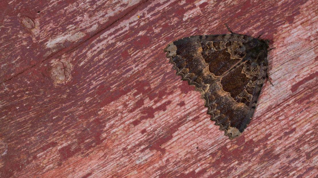 Old lady moth resting on painted wood