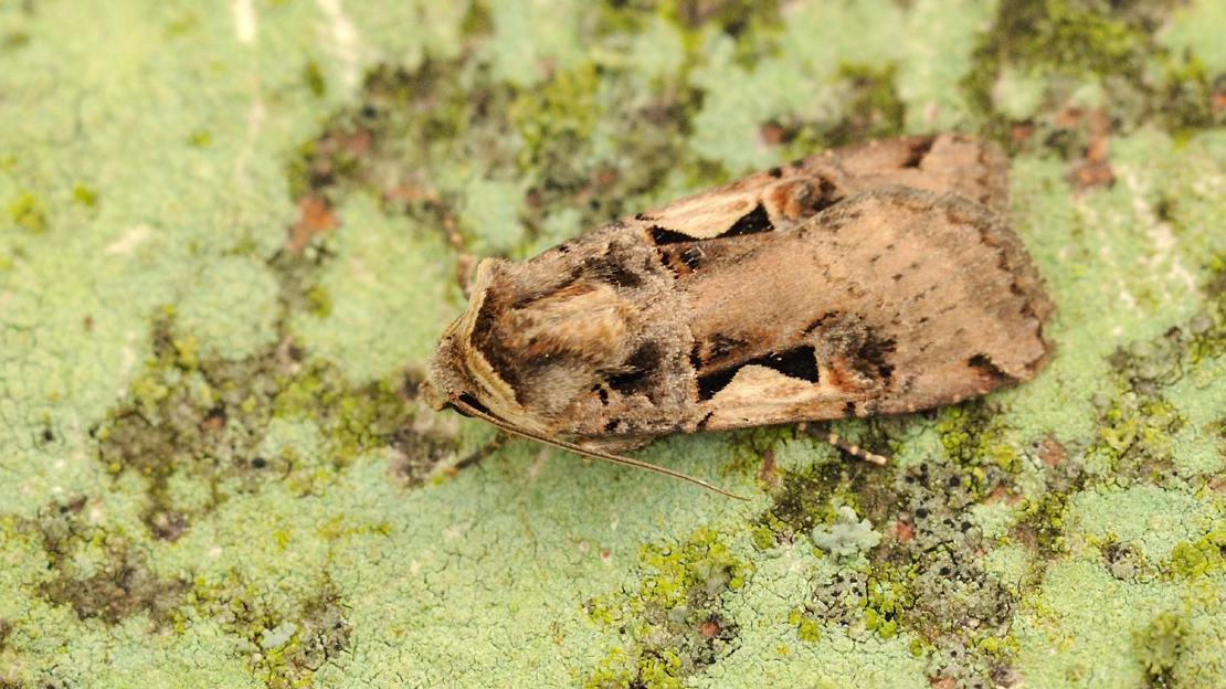 Setaceous hebrew character resting on lichen covered bark