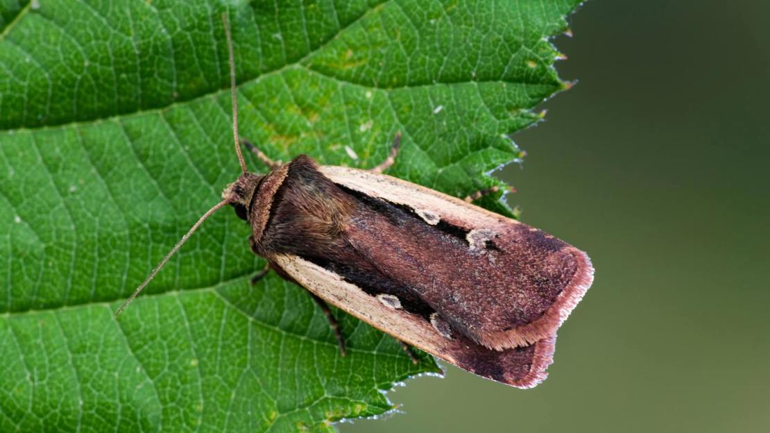 Flame shoulder moth resting on leaf