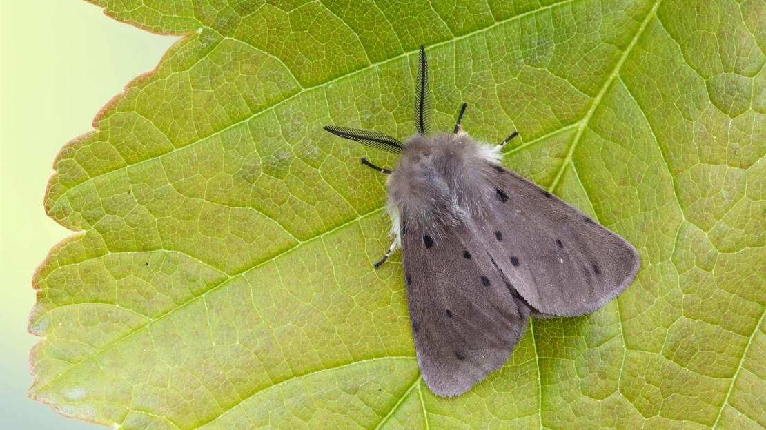 Male muslin moth resting on leaf