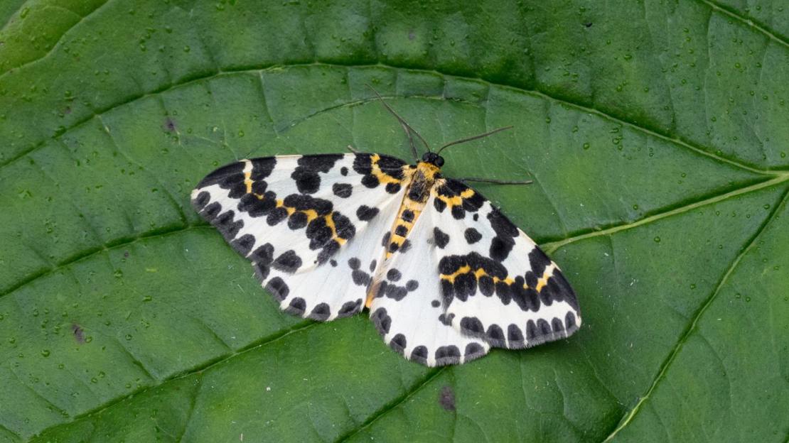 Magpie moth resting on leaf