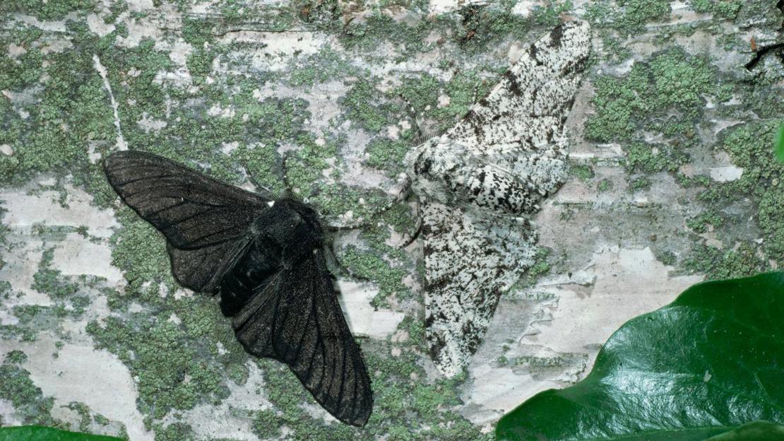 Melanic (dark) and light form peppered moths camouflaged against lichen