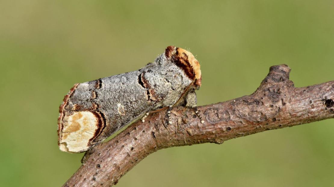 Buff-tip moth resting on twig