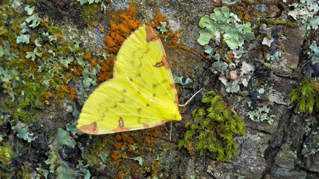 Brimstone moth resting on lichen covered bark