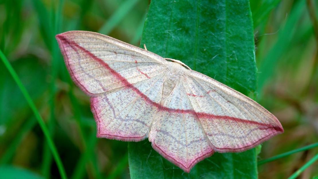 Blood-vein moth resting on leaf