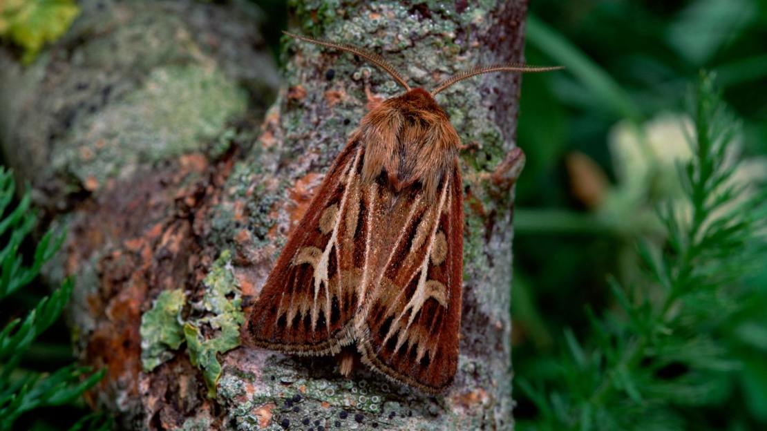 Antler moth resting on branch