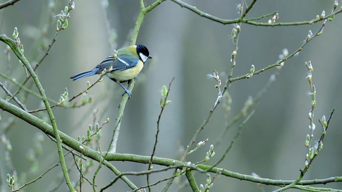 Great tit perched on grey willow