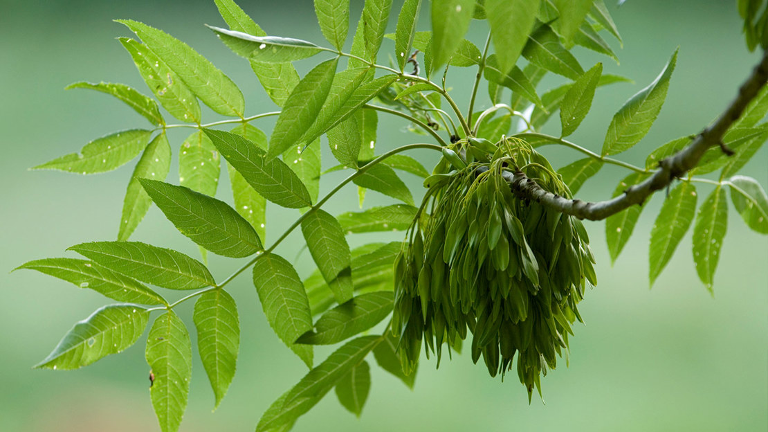 Ash leaves and seeds (Fraxinus Excelsior)