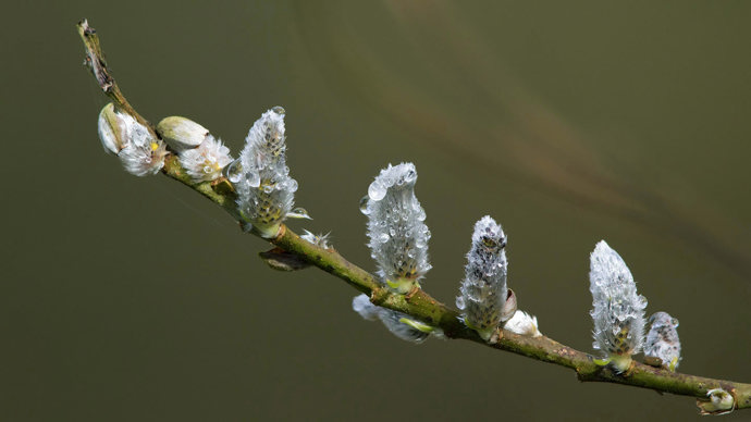 Grey willow catkins covered in dew