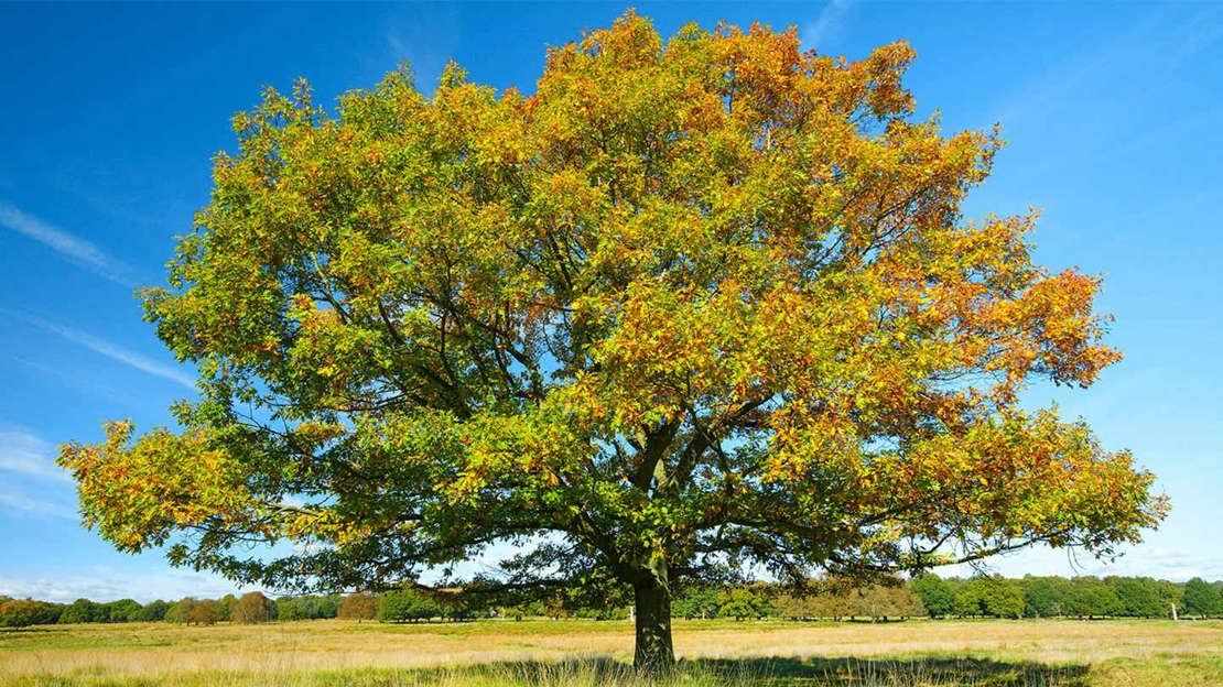 Red oak single tree against blue sky