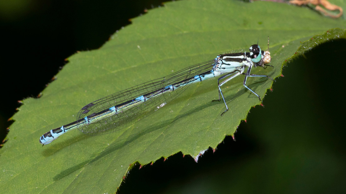 Azure damselfly resting on leaf