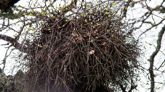 Witches broom on downy birch in Scotland