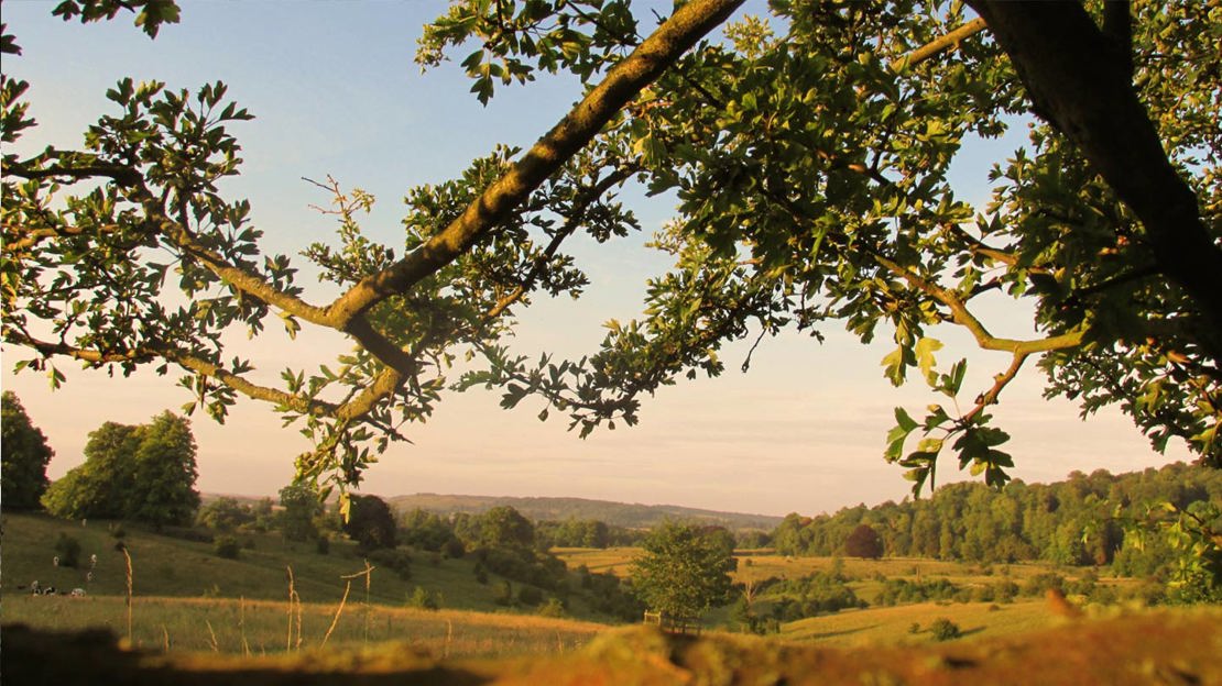 Late afternoon view over Tring Park
