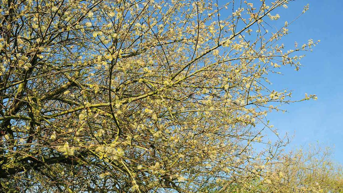 Grey willow in bloom