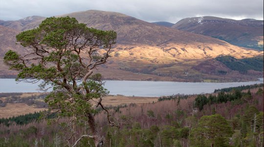 Granny Scots pine at Loch Arkaig