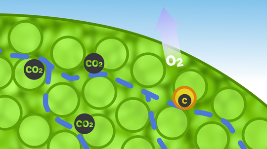 Photosynthesis graphic