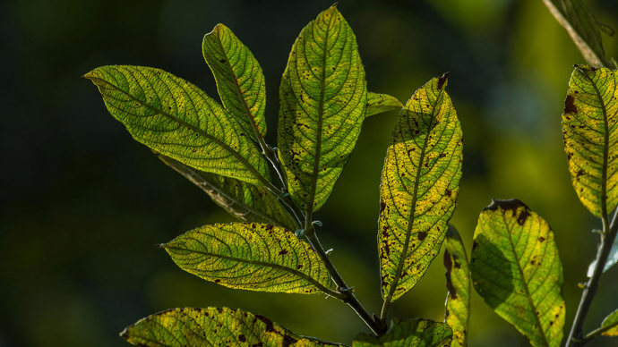 Grey willow leaves in autumn