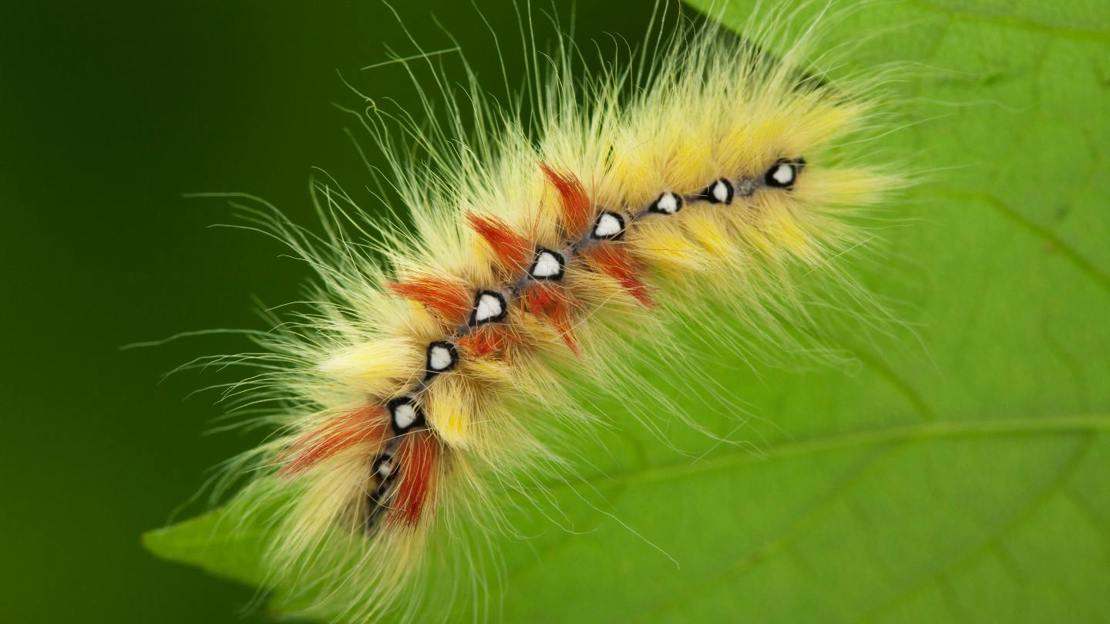 Sycamore moth caterpillar on leaf