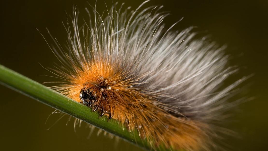 Garden tiger moth caterpillar (woolly bear)