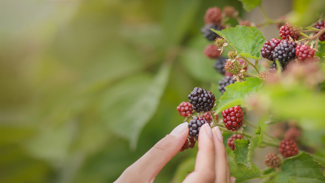 Picking blackberries