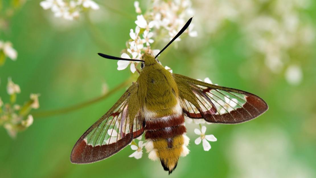 Broad-bordered bee hawk-moth feeding on cow parsley