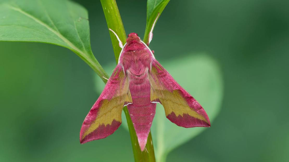 Small elephant hawk-moth resting on plant