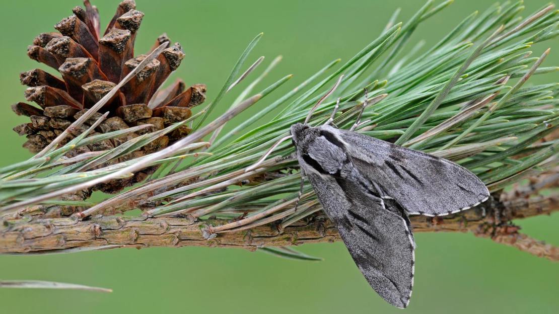 Pine hawk-moth resting on pine needles