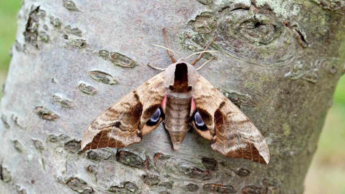 Eyed hawk-moth resting on tree