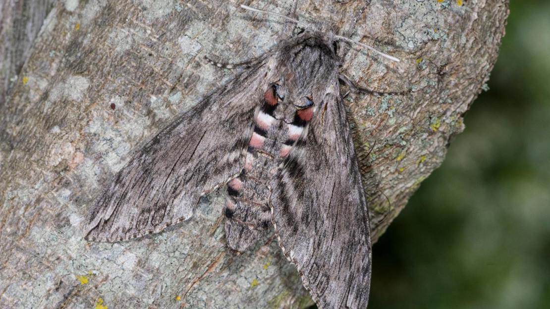 Convolvulus hawk-moth resting on tree