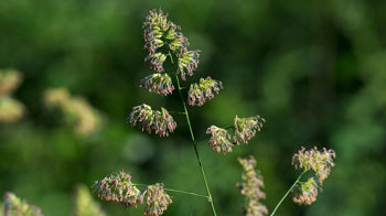 Cocksfoot grass flowering against green background