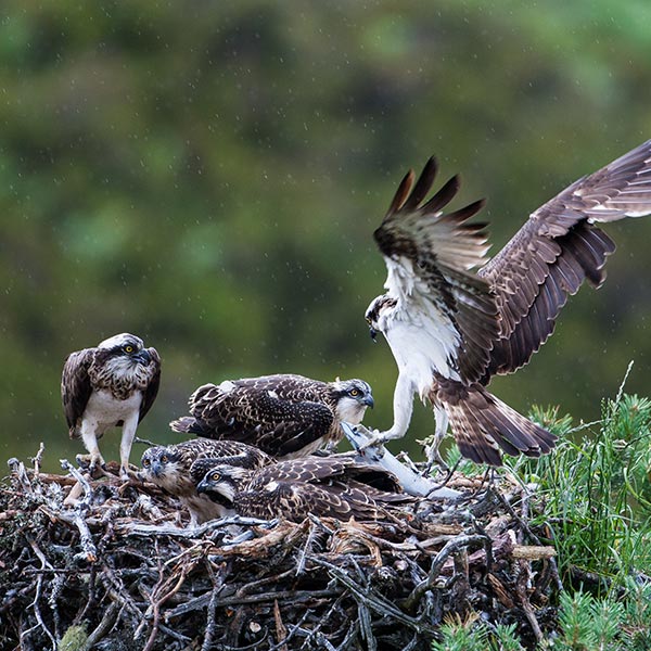 osprey webcams uk