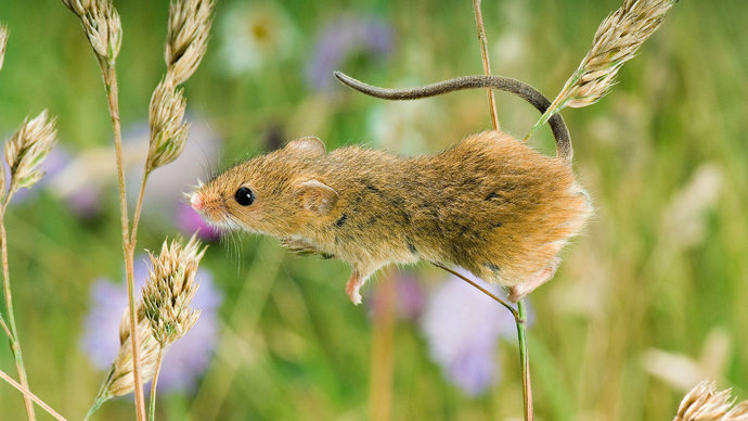 A harvest mouse climbing on cocksfoot grass