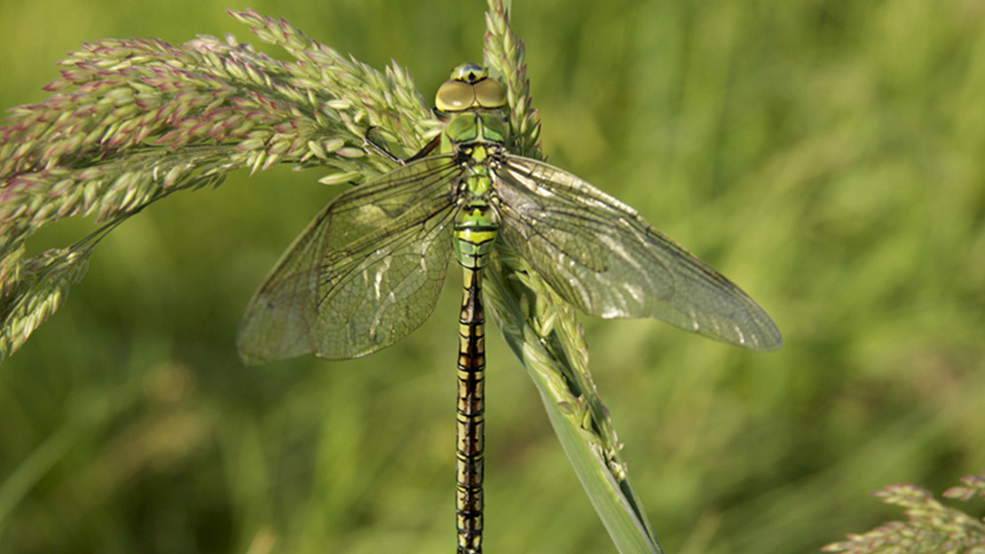 Emperor Dragonfly