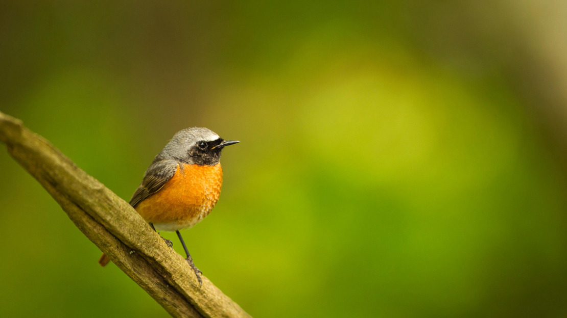 Male redstart perched on a branch