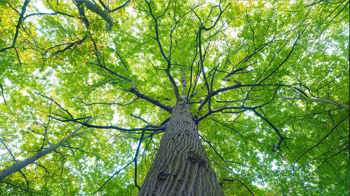 Wych elm canopy at Epping Forest