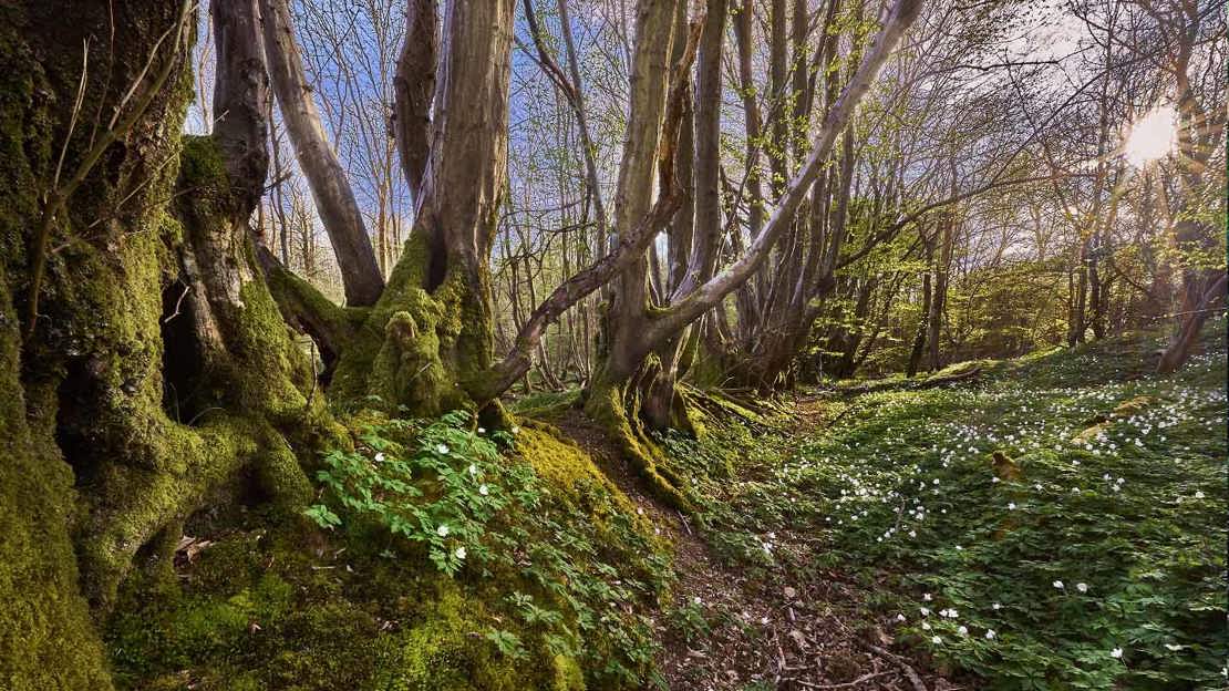 A mossy ancient hedge bank with mature hornbeam surrounded by wood anemone