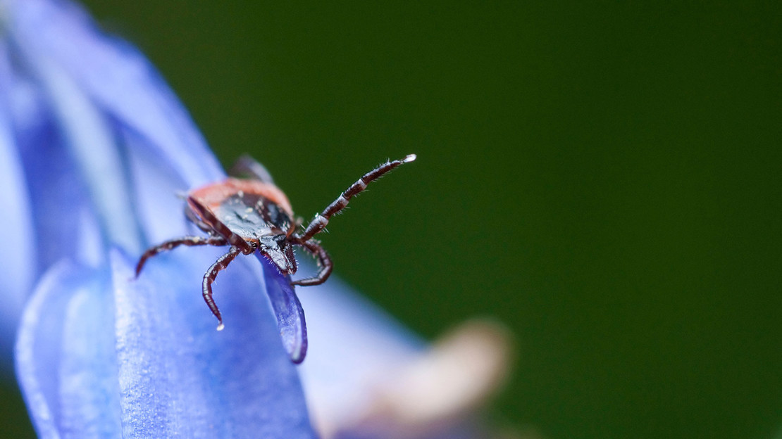 Tick on a bluebell