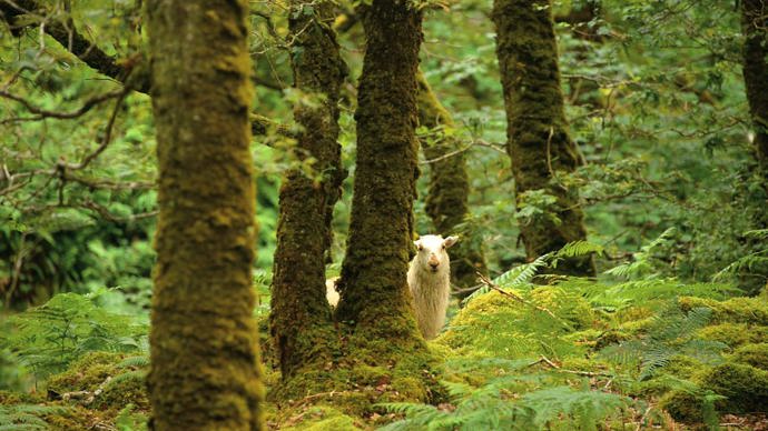 Sheep among the trees at Llennyrch