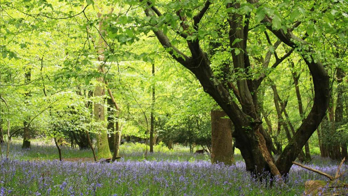 Leafy trees in sunshine with bluebells carpeting the woodland floor