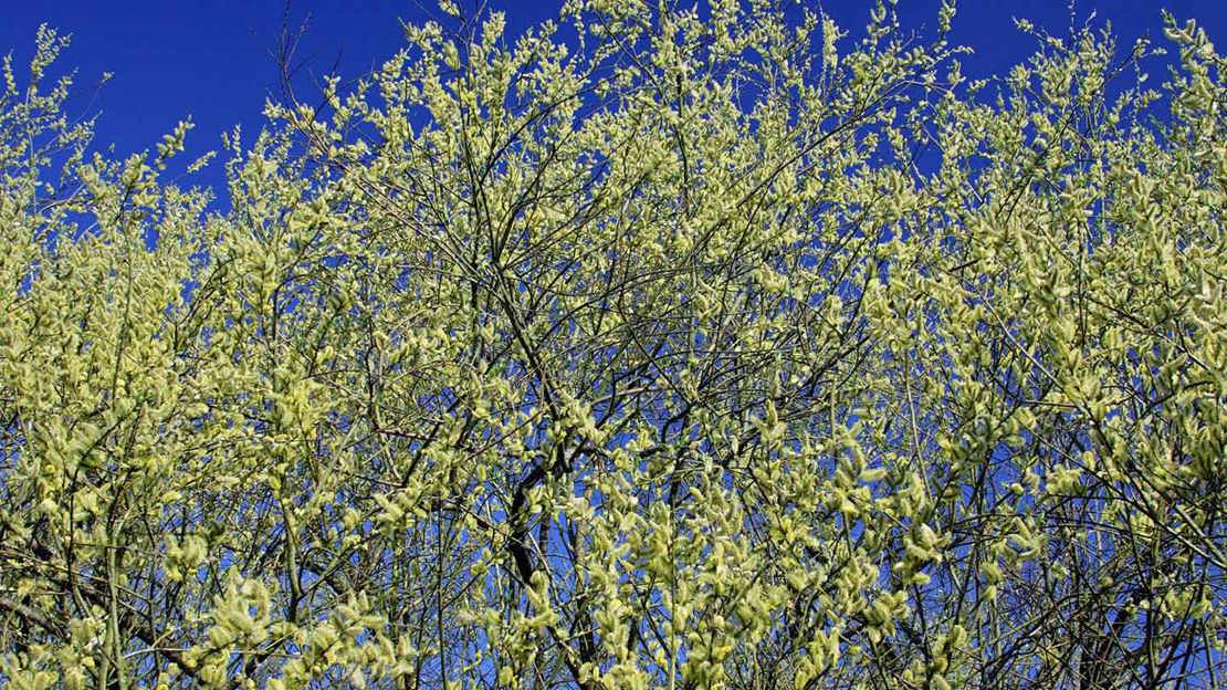 Goat willow with flowering catkins against blue sky