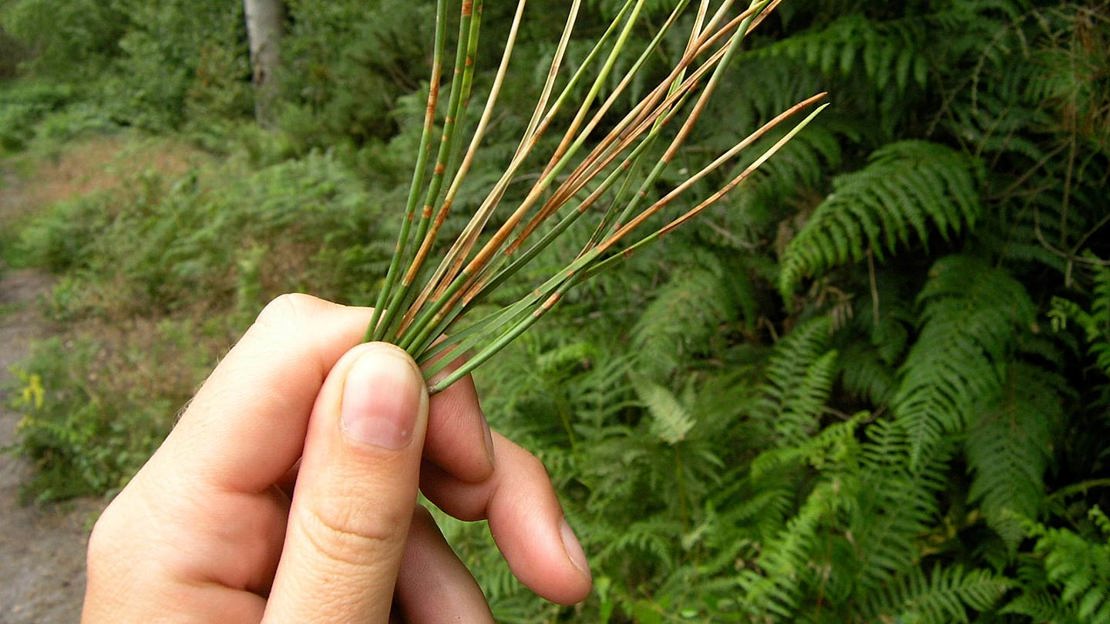 Diseased pine needles in the hand