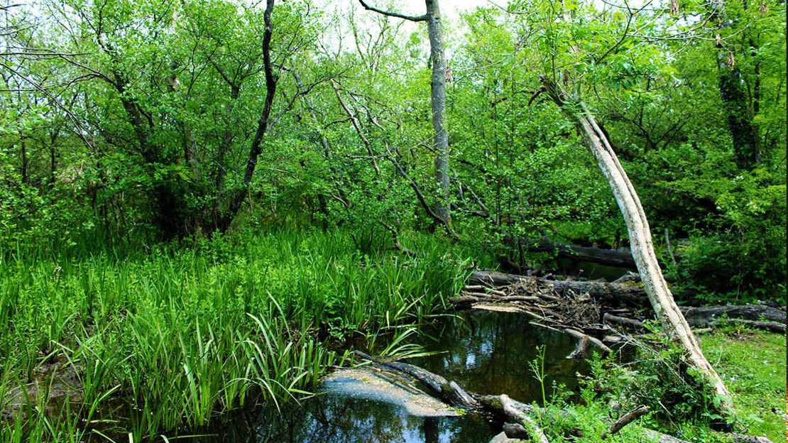 Wet woodland habitat with some open water and a log jam